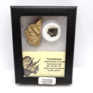 Genuine Cretaceous Age Triceratops Frill & Tooth Small Fossils for Sale from South Dakota #11