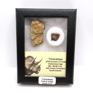 Genuine Cretaceous Age Triceratops Frill & Tooth Small Fossils for Sale from South Dakota #12