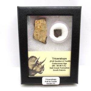 Triceratops Frill and Tooth Set Cretaceous Age - Small Set #2