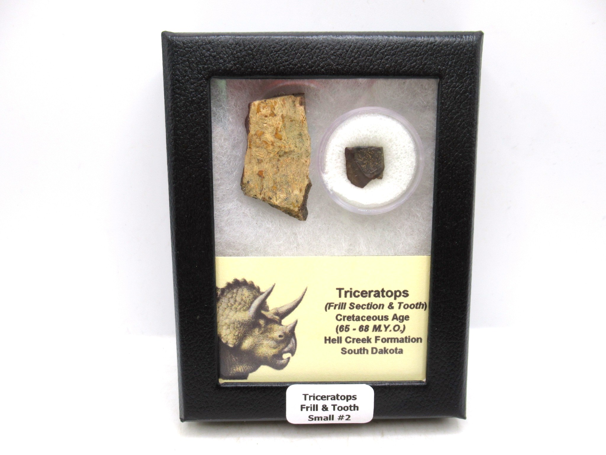 South Dakota Cretaceous Triceratops Frill & Tooth Set Small 2 | Fossils for Sale Genuine Cretaceous Age Triceratops Frill & Tooth Small Fossils for Sale from South Dakota #2