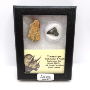 Triceratops Frill and Tooth Set Cretaceous Age - Small Set #3