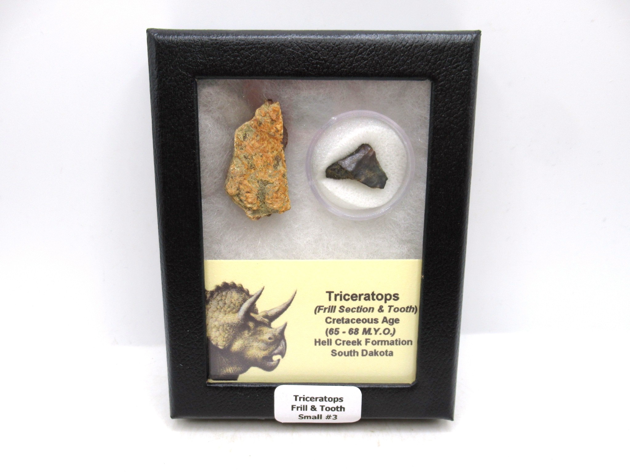 South Dakota Cretaceous Triceratops Frill & Tooth Set Small 3 | Fossils for Sale Genuine Cretaceous Age Triceratops Frill & Tooth Small Fossils for Sale from South Dakota #3