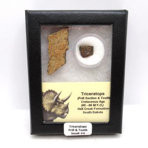 Genuine Cretaceous Age Triceratops Frill & Tooth Small Fossils for Sale from South Dakota #4