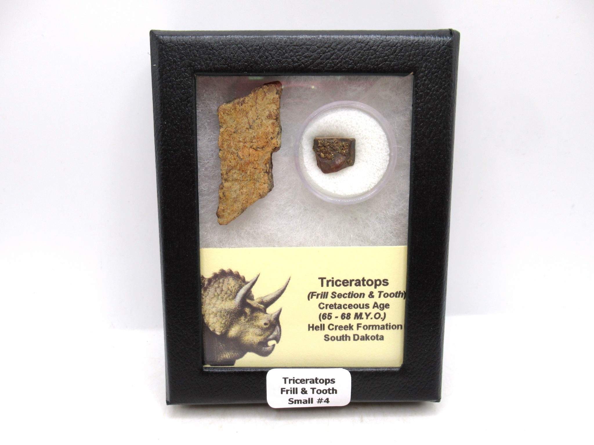 South Dakota Cretaceous Triceratops Frill & Tooth Set Small 4 | Fossils for Sale Genuine Cretaceous Age Triceratops Frill & Tooth Small Fossils for Sale from South Dakota #4