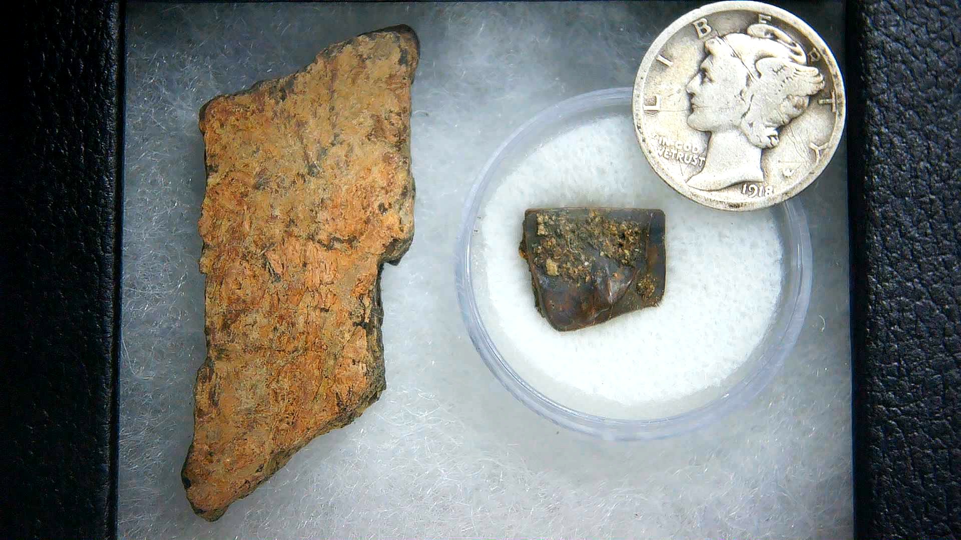 South Dakota Cretaceous Triceratops Frill & Tooth Set Small 4a | Fossils for Sale Genuine Cretaceous Age Triceratops Frill & Tooth Small Fossils for Sale from South Dakota #4a