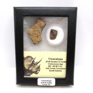 Genuine Cretaceous Age Triceratops Frill & Tooth Small Fossils for Sale from South Dakota #5