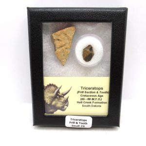 Genuine Cretaceous Age Triceratops Frill & Tooth Small Fossils for Sale from South Dakota #6
