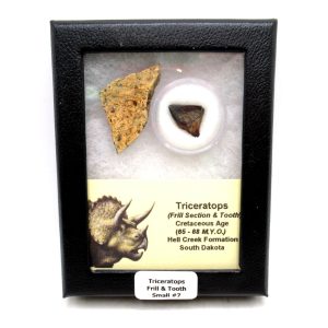 Genuine Cretaceous Age Triceratops Frill & Tooth Small Fossils for Sale from South Dakota #7