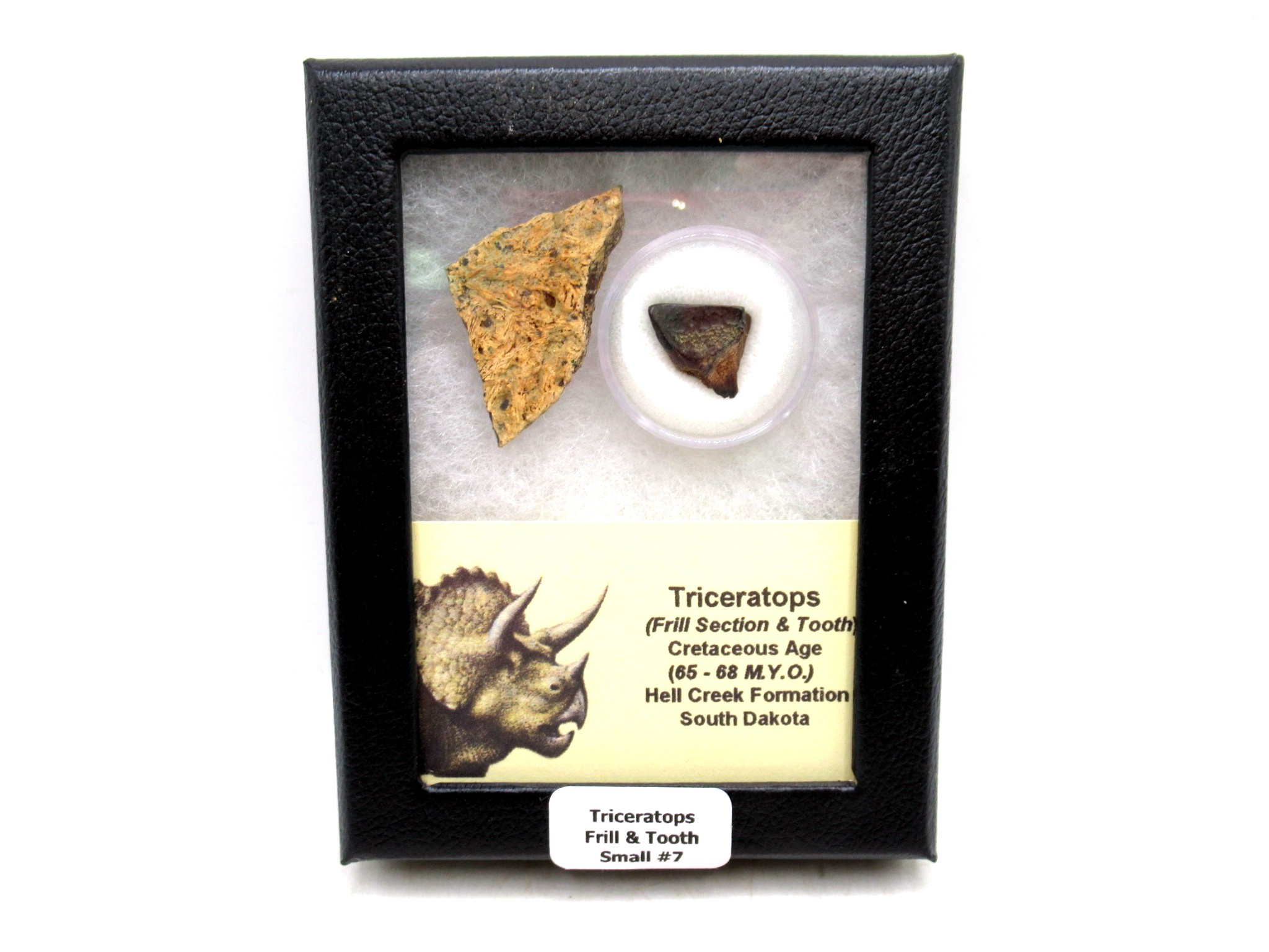 South Dakota Cretaceous Triceratops Frill & Tooth Set Small 7 | Fossils for Sale Genuine Cretaceous Age Triceratops Frill & Tooth Small Fossils for Sale from South Dakota #7