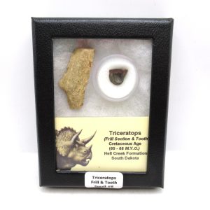 Genuine Cretaceous Age Triceratops Frill & Tooth Small Fossils for Sale from South Dakota #8