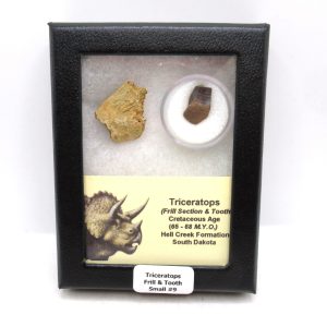Genuine Cretaceous Age Triceratops Frill & Tooth Small Fossils for Sale from South Dakota #9