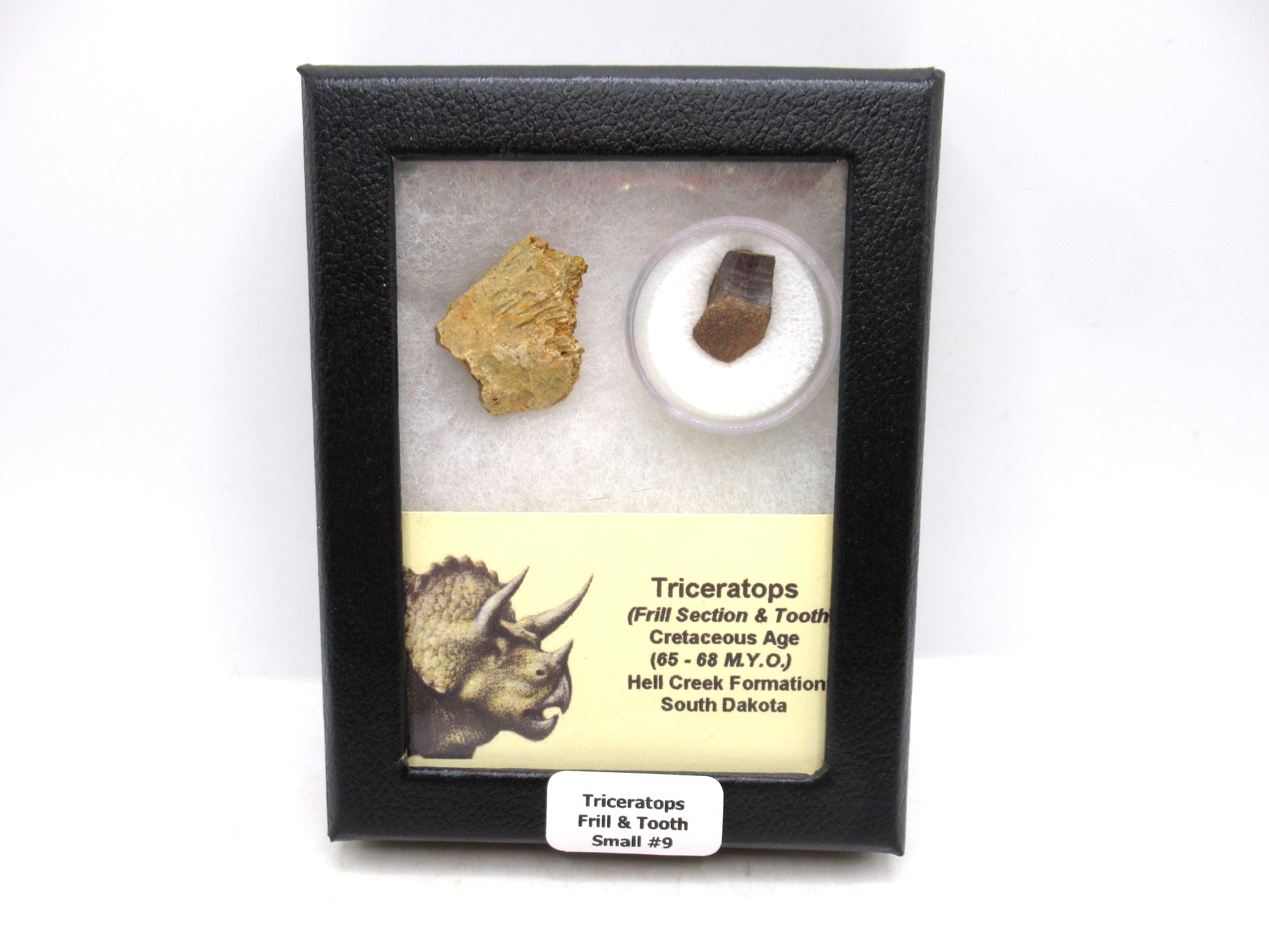 South Dakota Cretaceous Triceratops Frill & Tooth Set Small 9 | Fossils for Sale Genuine Cretaceous Age Triceratops Frill & Tooth Small Fossils for Sale from South Dakota #9
