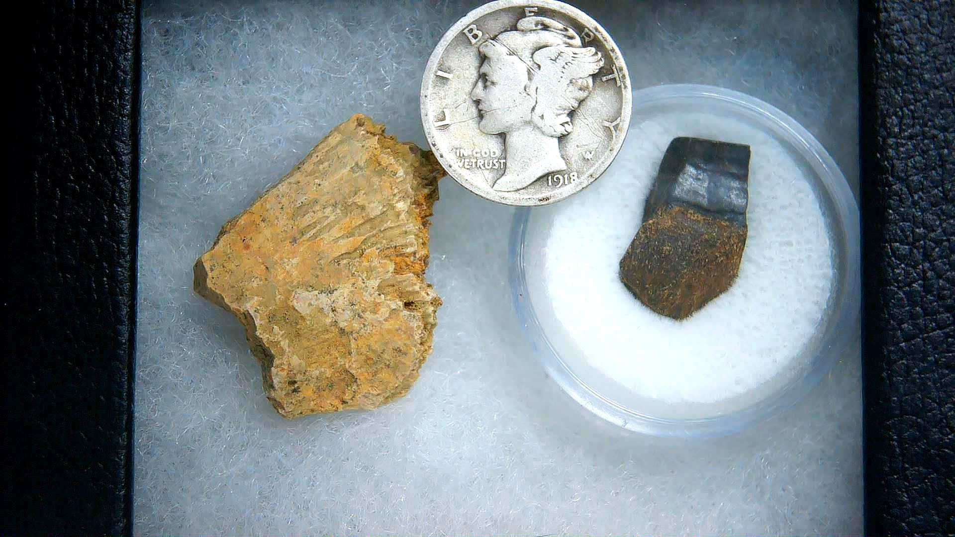 South Dakota Cretaceous Triceratops Frill & Tooth Set Small 9a | Fossils for Sale Genuine Cretaceous Age Triceratops Frill & Tooth Small Fossils for Sale from South Dakota #9a