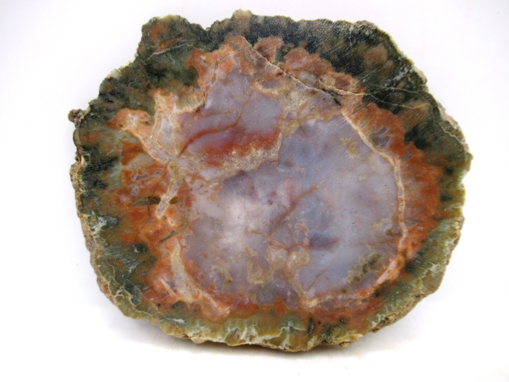 Utah Jurassic Age Dinosaur Coprolite 102 | Fossils for Sale Genuine Jurassic Age Dinosaur Coprolite for Sale from Utah #102