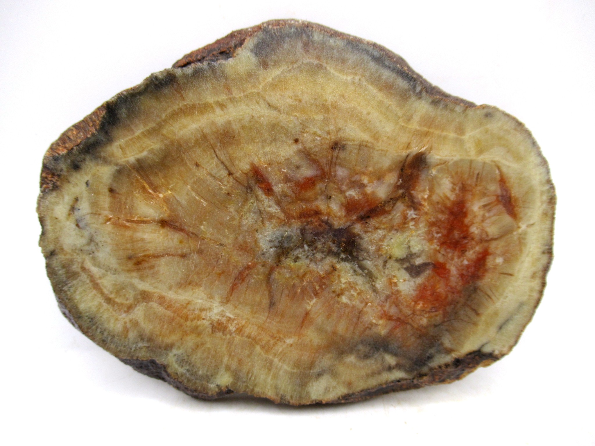 Utah Jurassic Age Dinosaur Coprolite 105 | Fossils for Sale Genuine Jurassic Age Dinosaur Coprolite for Sale from Utah #105