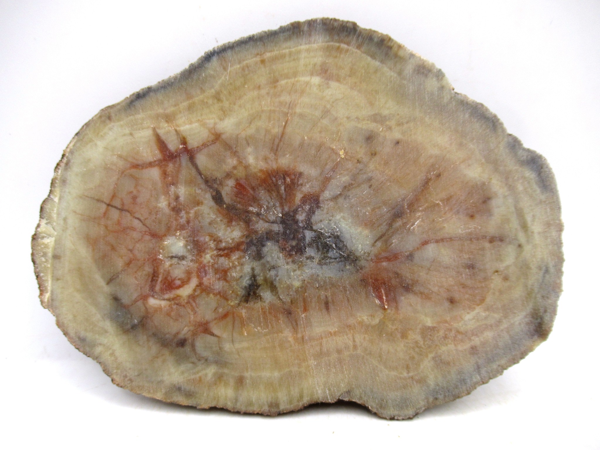 Utah Jurassic Age Dinosaur Coprolite 105a | Fossils for Sale Genuine Jurassic Age Dinosaur Coprolite for Sale from Utah #105a