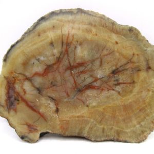 Genuine Jurassic Age Dinosaur Coprolite for Sale from Utah #106