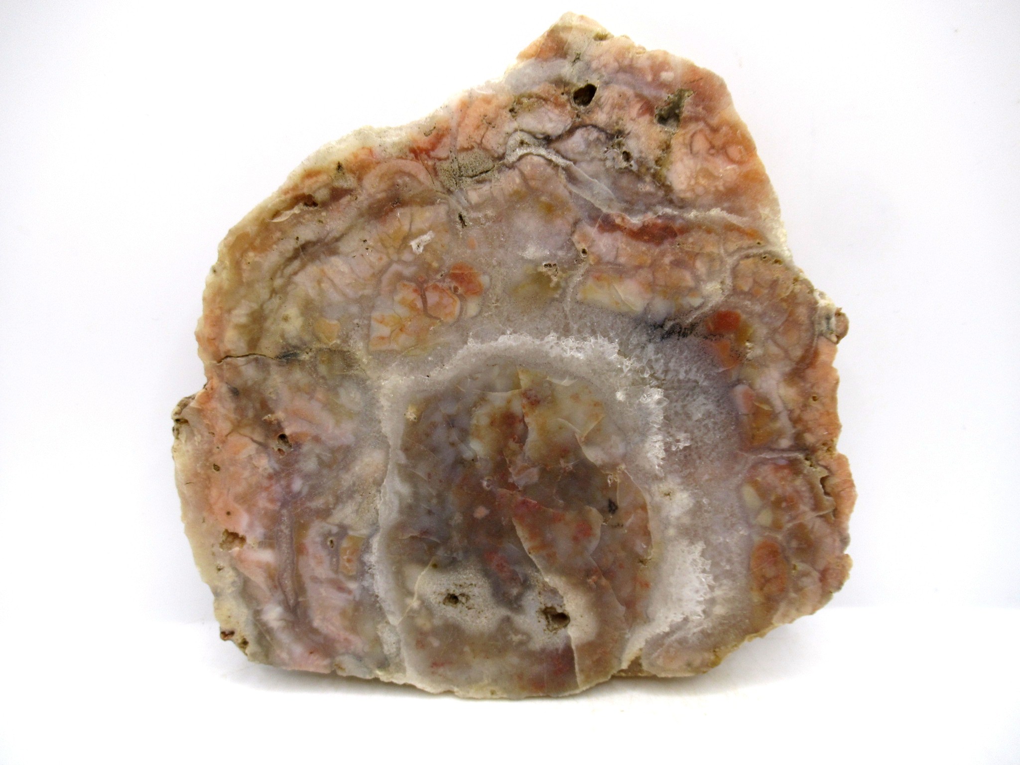 Utah Jurassic Age Dinosaur Coprolite 110 | Fossils for Sale Genuine Jurassic Age Dinosaur Coprolite for Sale from Utah #110