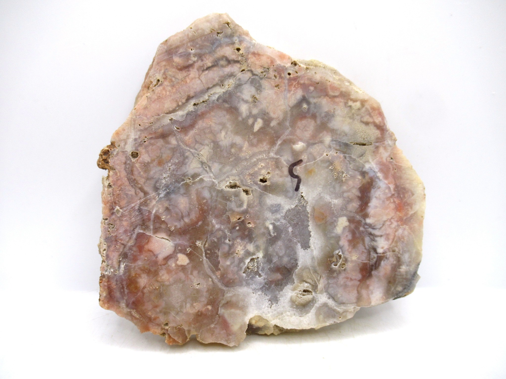 Utah Jurassic Age Dinosaur Coprolite 110a | Fossils for Sale Genuine Jurassic Age Dinosaur Coprolite for Sale from Utah #110a