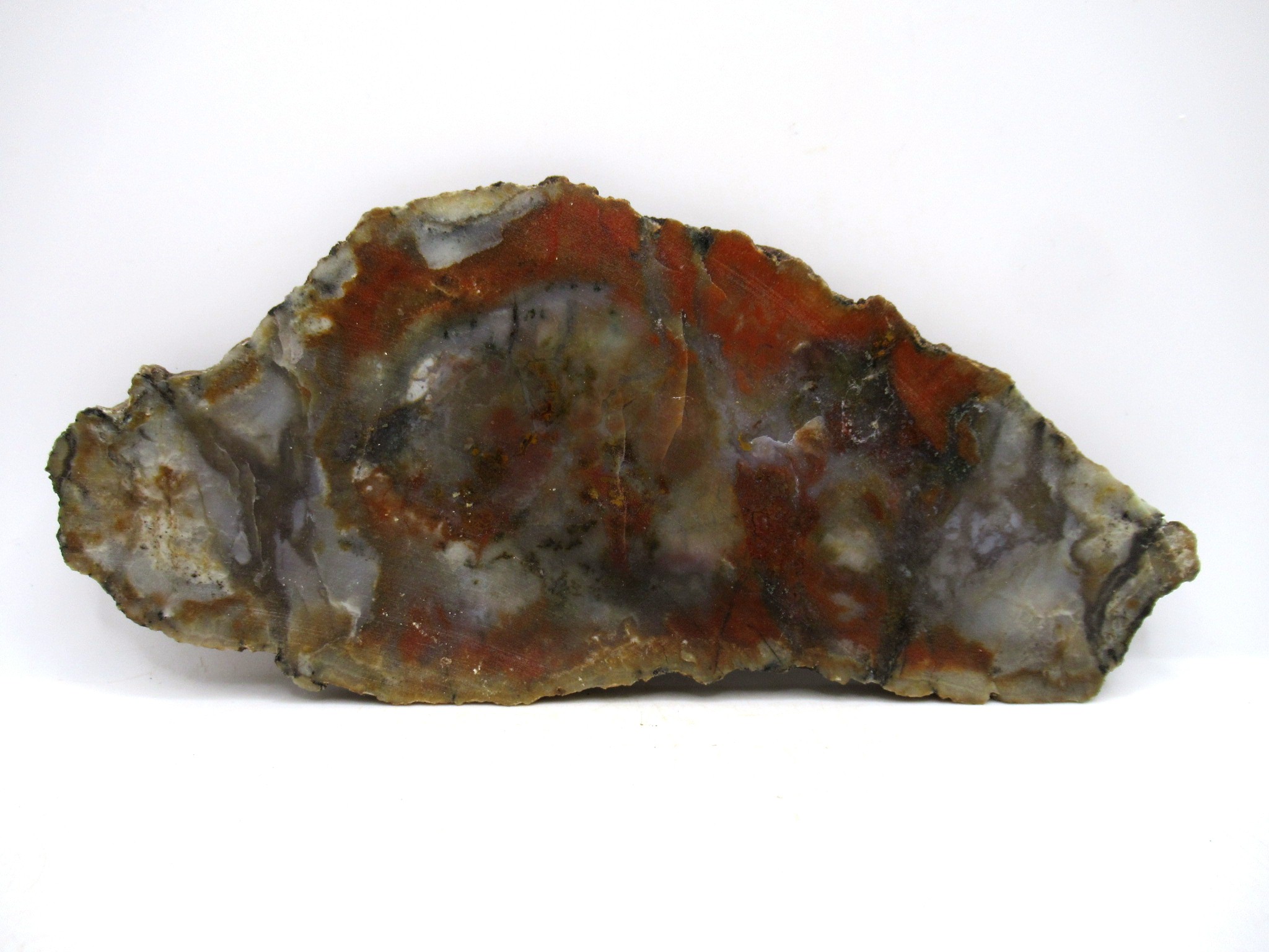 Utah Jurassic Age Dinosaur Coprolite 111 | Fossils for Sale Genuine Jurassic Age Dinosaur Coprolite for Sale from Utah #111