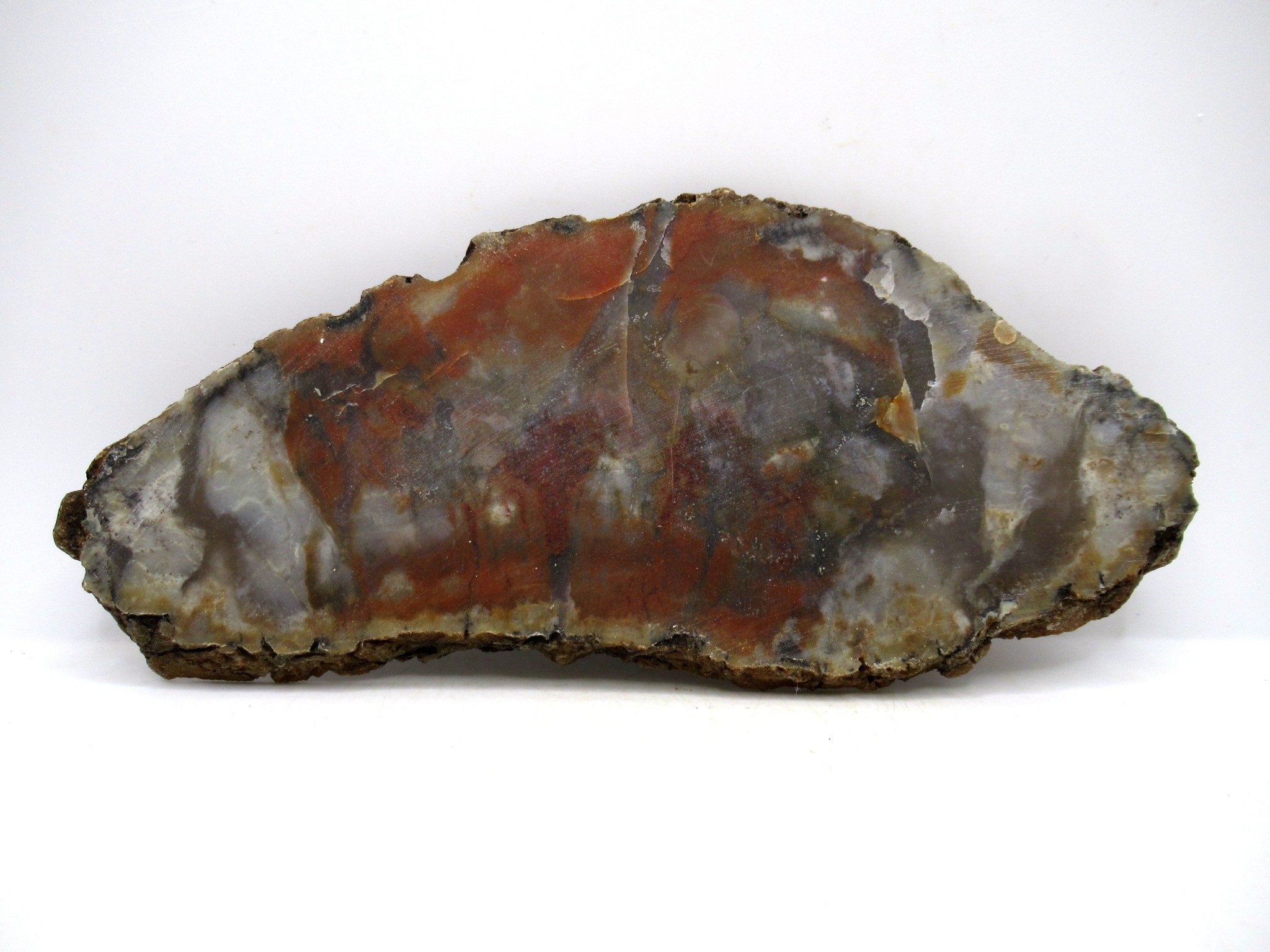 Utah Jurassic Age Dinosaur Coprolite 111a | Fossils for Sale Genuine Jurassic Age Dinosaur Coprolite for Sale from Utah #111a