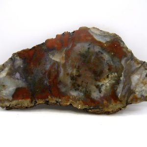 Jurassic Dinosaur Coprolite from Morrison Formation Utah 7.20" #117
