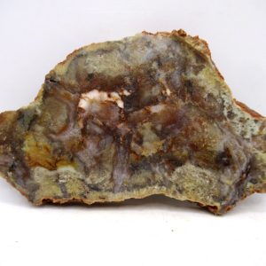 Genuine Jurassic Age Dinosaur Coprolite for Sale from Utah #84