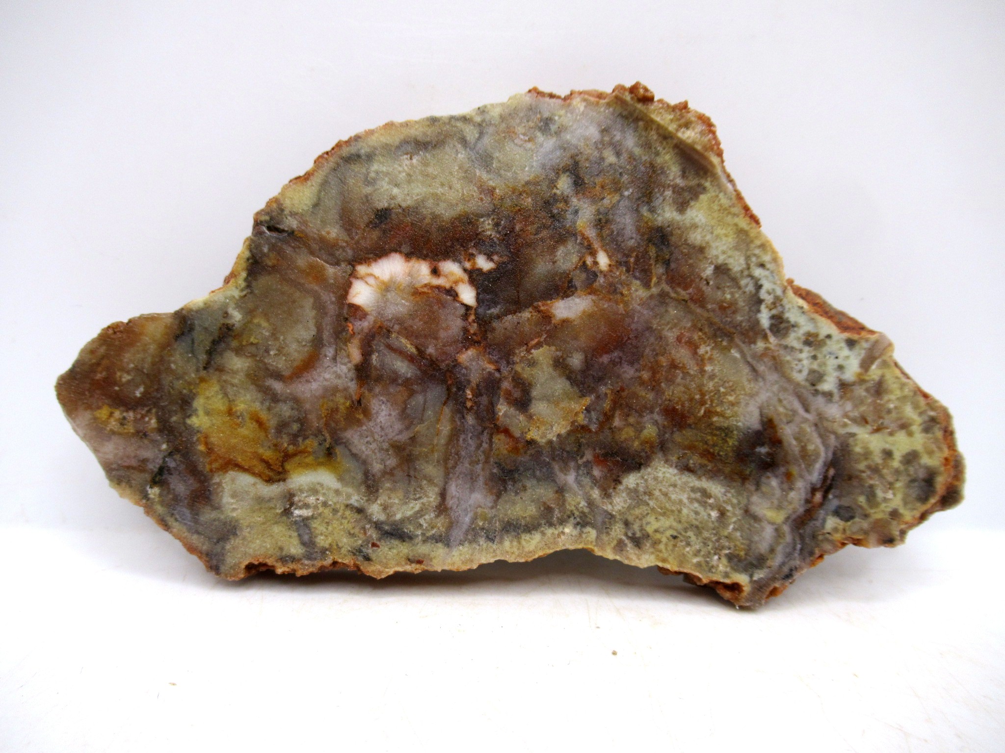 Utah Jurassic Age Dinosaur Coprolite 84 | Fossils for Sale Genuine Jurassic Age Dinosaur Coprolite for Sale from Utah #84