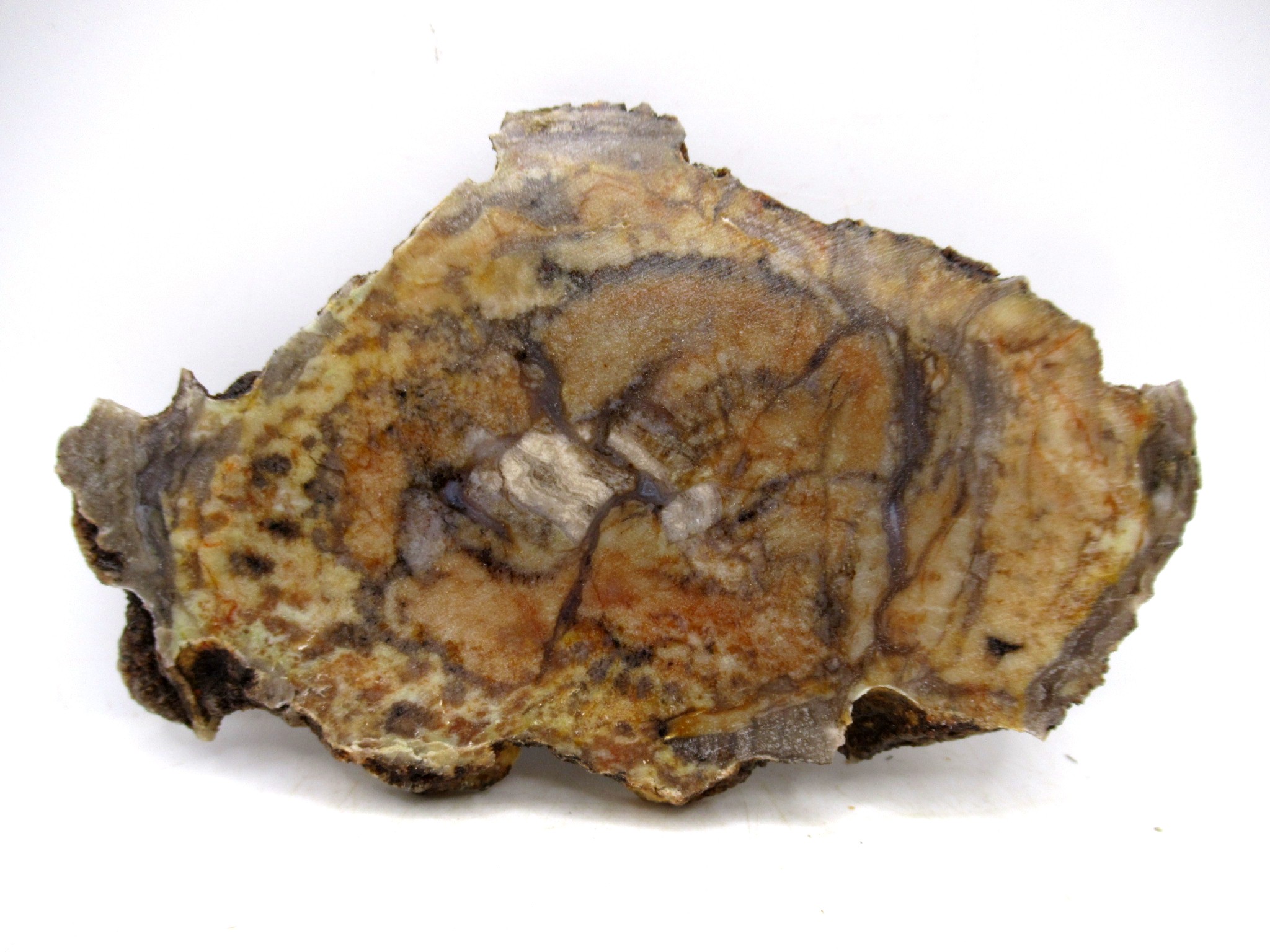 Utah Jurassic Age Dinosaur Coprolite 94 | Fossils for Sale Genuine Jurassic Age Dinosaur Coprolite for Sale from Utah #94