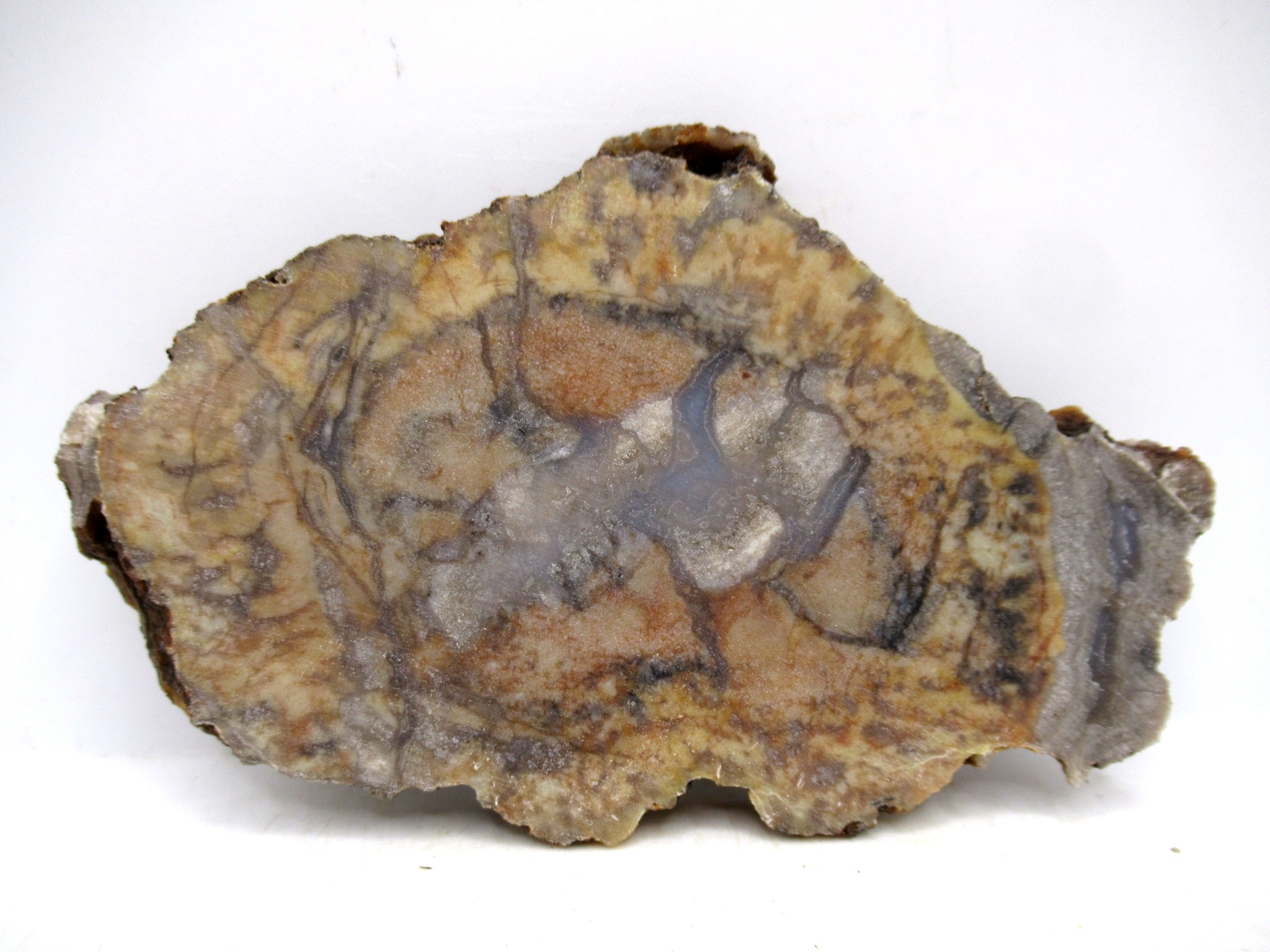 Utah Jurassic Age Dinosaur Coprolite 94a | Fossils for Sale Genuine Jurassic Age Dinosaur Coprolite for Sale from Utah #94a