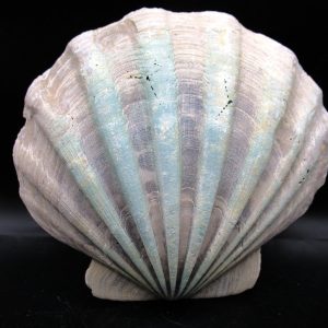 Chesapecten jeffersonius Pliocene Age, Virginia 6.15" #27