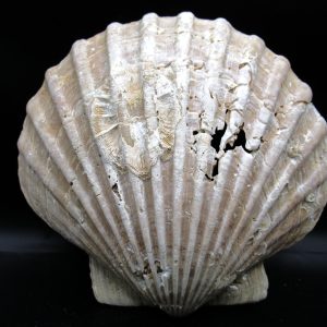 Chesapecten jeffersonius Pliocene Age, Virginia 6.34" #28