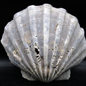 Chesapecten jeffersonius Pliocene Age, Virginia 6.29" #29