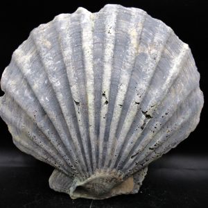 Chesapecten jeffersonius Pliocene Age, Virginia 6.41" #30