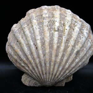 Chesapecten jeffersonius Pliocene Age, Virginia 5.46" #31