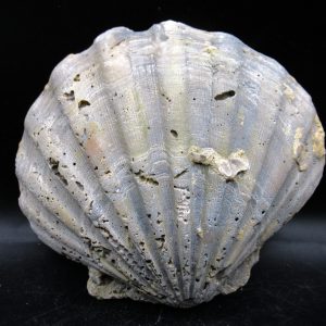 Chesapecten jeffersonius Pliocene Age, Virginia 5.30 #32