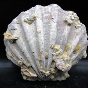 Chesapecten jeffersonius Pliocene Age, Virginia 5.40" #33
