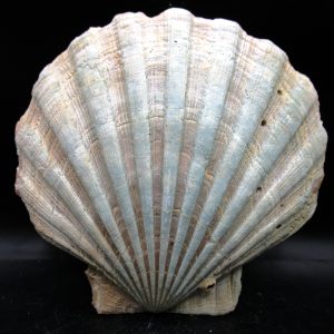 Chesapecten jeffersonius Pliocene Age, Virginia 5.72" #34