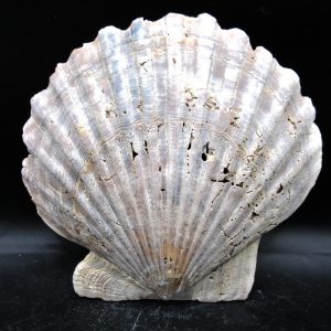 Chesapecten jeffersonius Pliocene Age, Virginia 5.28" #35