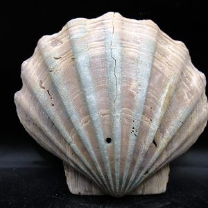 Chesapecten jeffersonius Pliocene Age, Virginia 5.24" #36