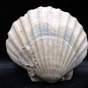 Chesapecten jeffersonius Pliocene Age, Virginia 5.02" #37