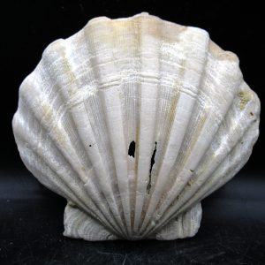 Chesapecten jeffersonius Pliocene Age, Virginia 4.65" #38