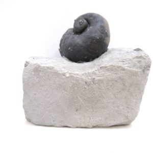 Platyostoma Niagarensis Indiana Gastropod #31