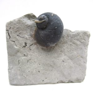 Platyostoma Niagarensis Indiana Gastropod #34