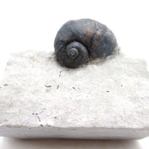 Platyostoma Niagarensis Indiana Gastropod #38