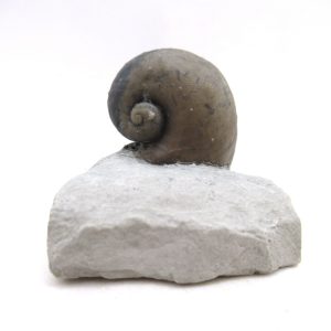 Platyostoma Niagarensis Indiana Gastropod #40