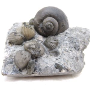 Platyostoma Niagarensis Indiana Gastropod #41