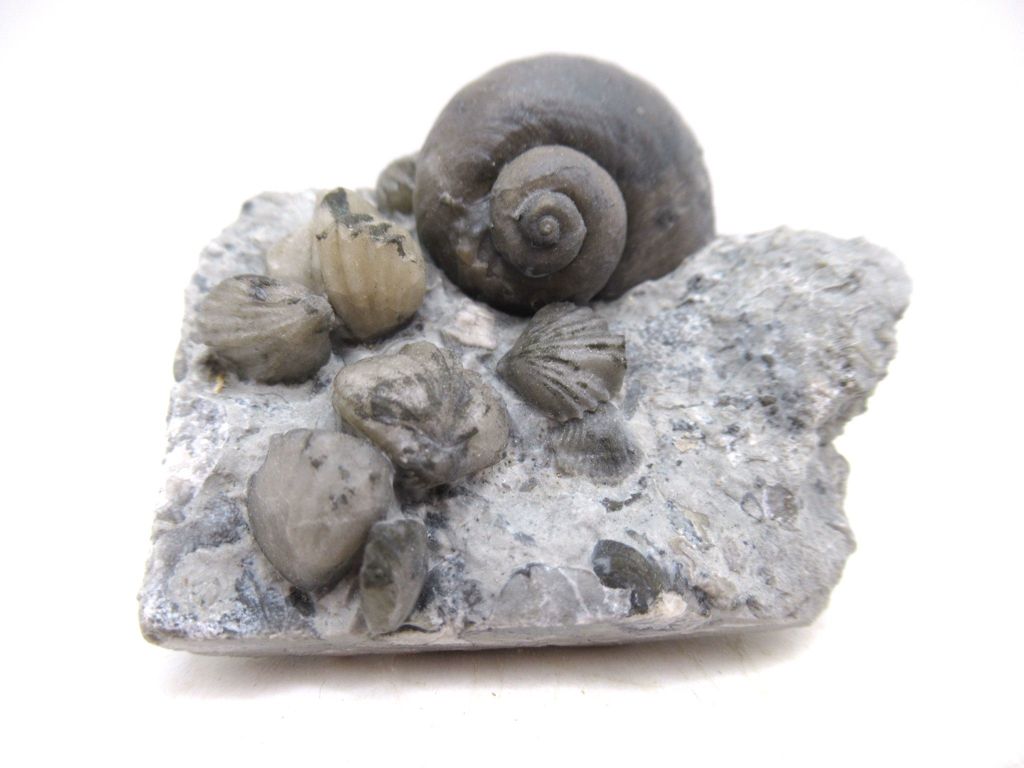 Waldron Shale Silurian Platyostoma Gastropod 41 | Fossils for Sale