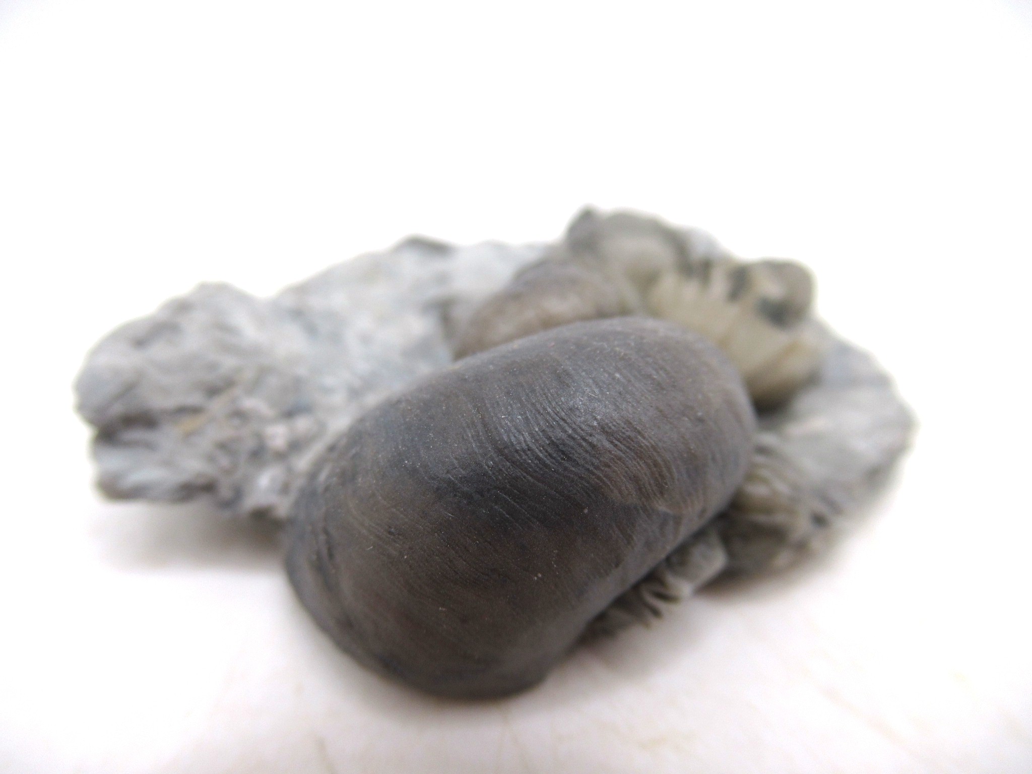 Waldron Shale Silurian Platyostoma Gastropod 41b | Fossils for Sale