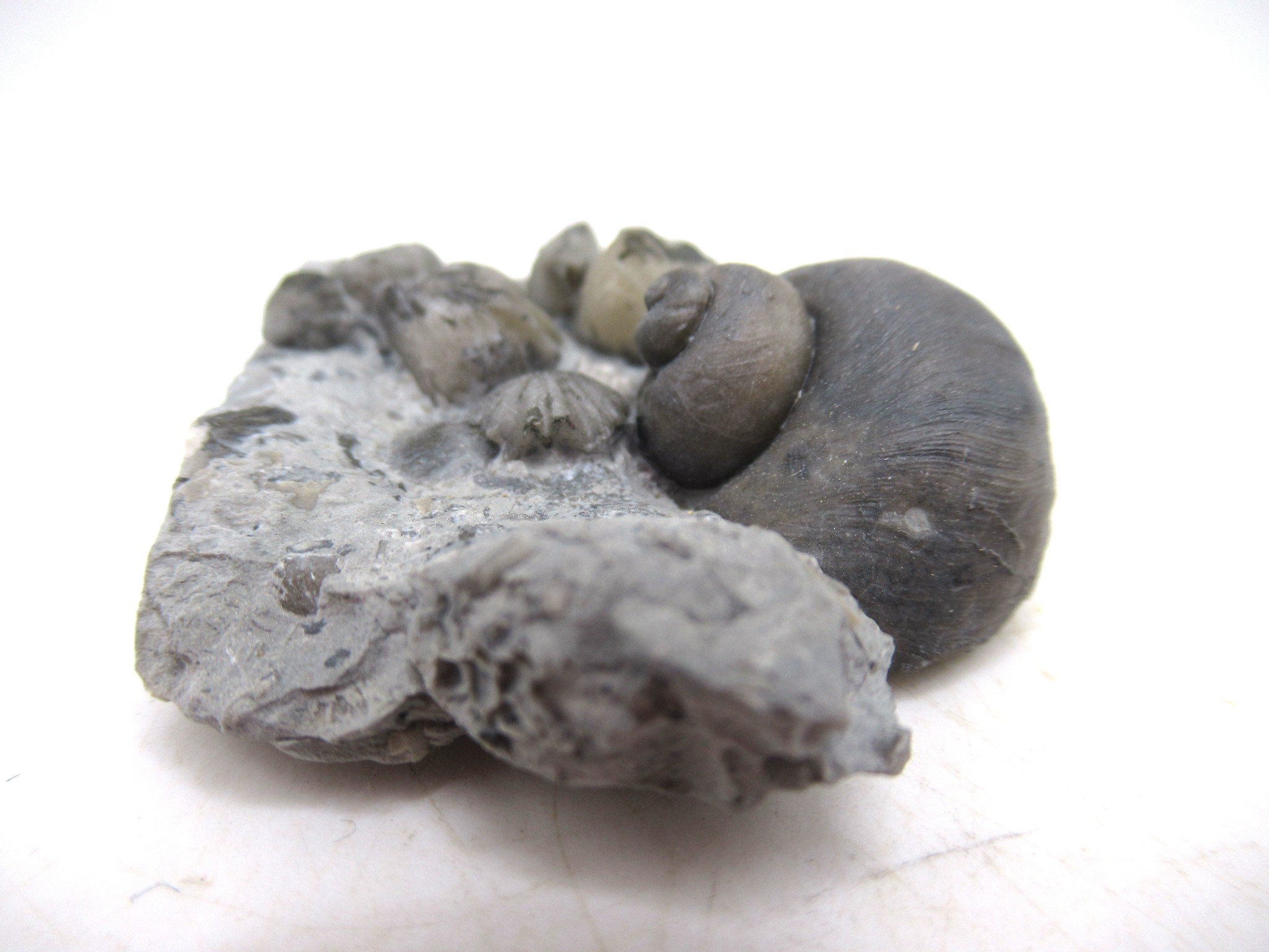 Waldron Shale Silurian Platyostoma Gastropod 41c | Fossils for Sale